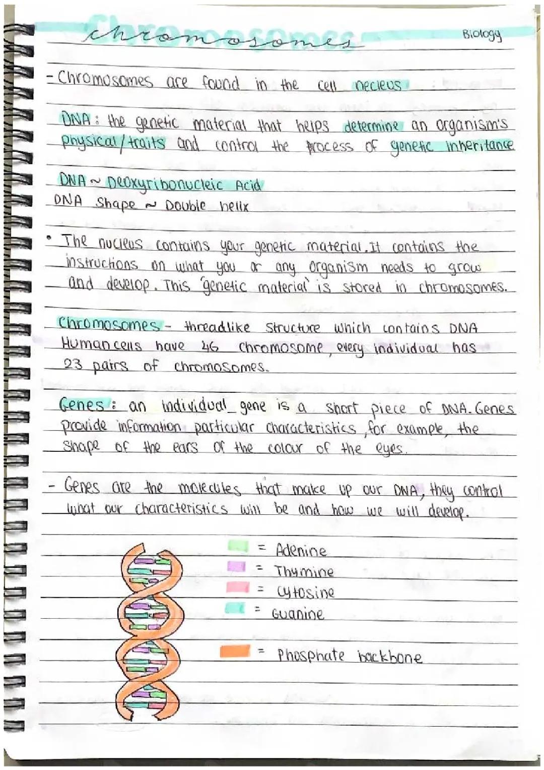 Chromosomes/DNA/Genes