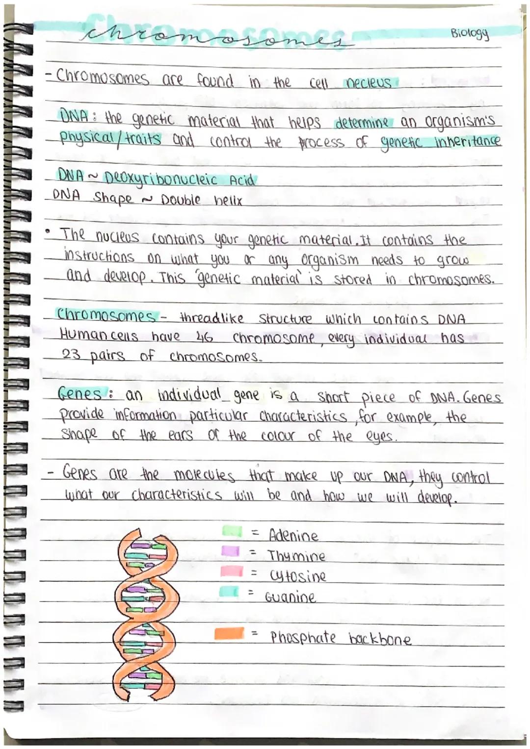 chrom
osomes
-Chromosomes are found in the
DNA: the genetic material that helps determine an organism's
_physical / traits and control the p