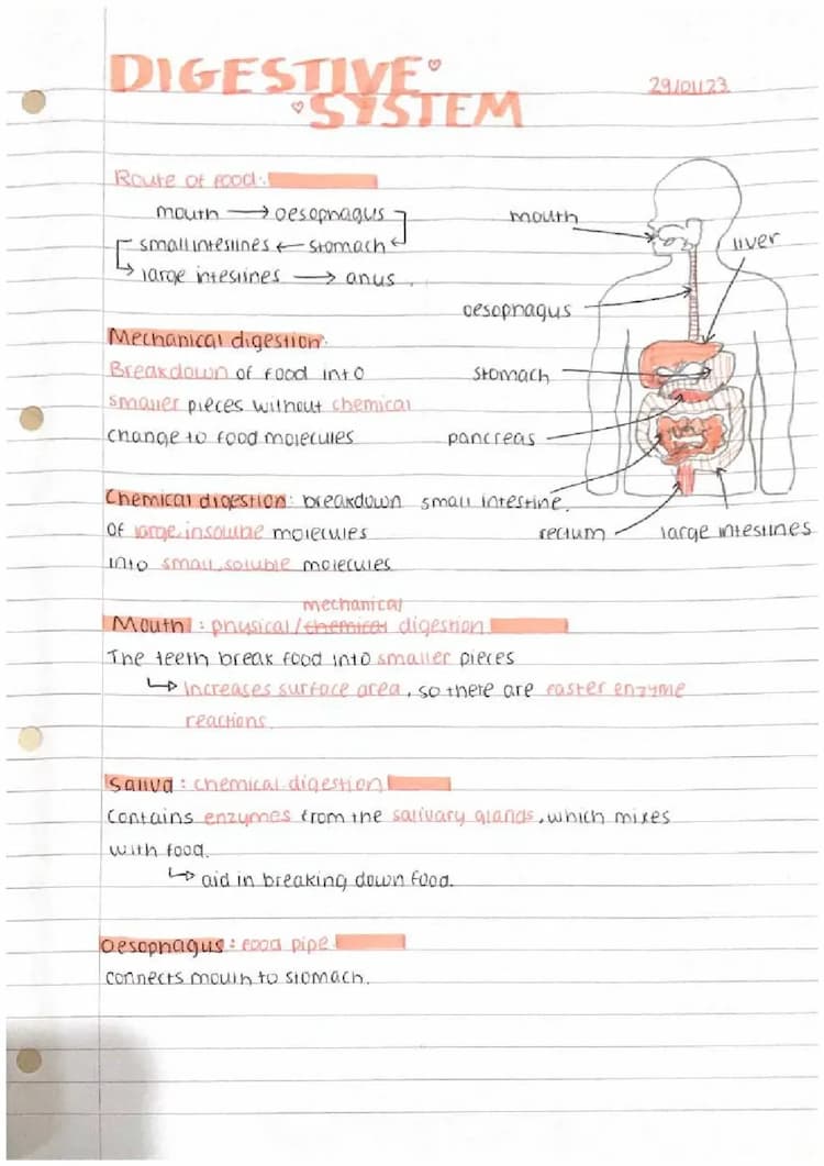 Know Digestive system thumbnail