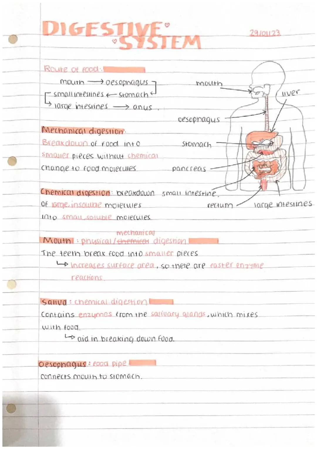 Digestive system