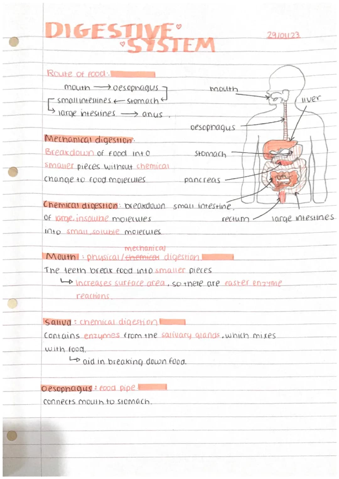 DIGESTIVETEM
Route of food:
mouth
[
oesophagus.
small intestines & Stomach.
large intestines - anus.
Mechanical digestion.
Breakdown of food