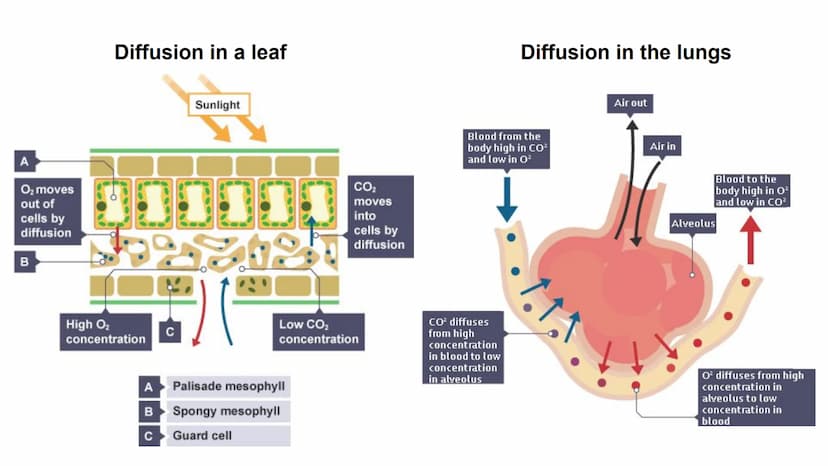 Process
Diffusion
Osmosis
Active transport
Descriptions
Substances move from Carbon dioxide,
oxygen, water, food
substances, wastes
a high t