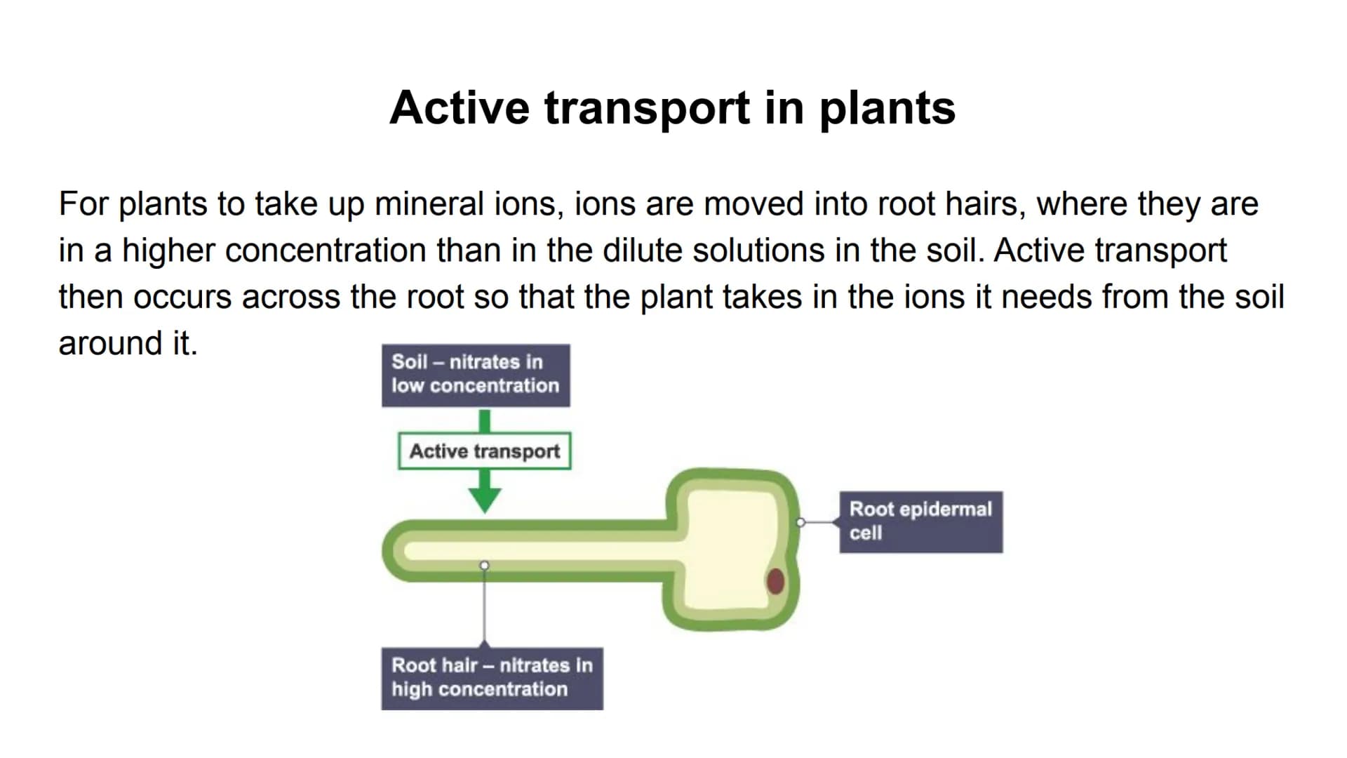 Process
Diffusion
Osmosis
Active transport
Descriptions
Substances move from Carbon dioxide,
oxygen, water, food
substances, wastes
a high t