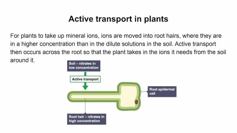 Process
Diffusion
Osmosis
Active transport
Descriptions
Substances move from Carbon dioxide,
oxygen, water, food
substances, wastes
a high t