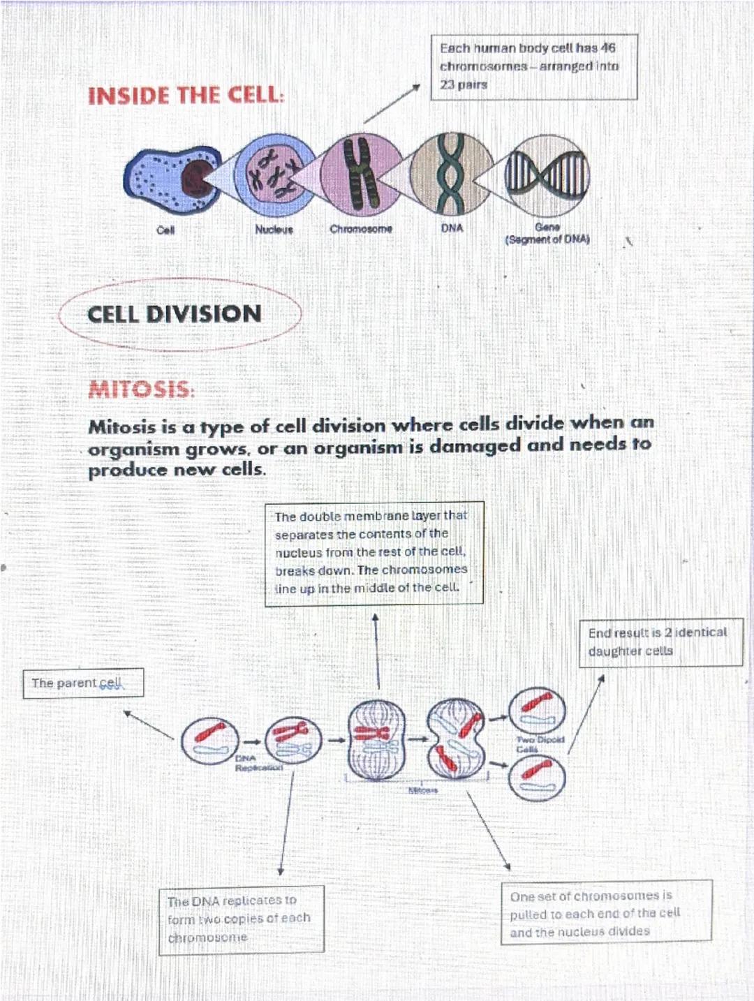 BIOLOGY CELLS
PROKARYOTIC CELLS:
. Bacterial cells
. No nucleus
⚫ DNA is in the cytoplasm
TYPICAL BACTERIAL CELL
CELL
MEMBRANE
CELL WALL MAD