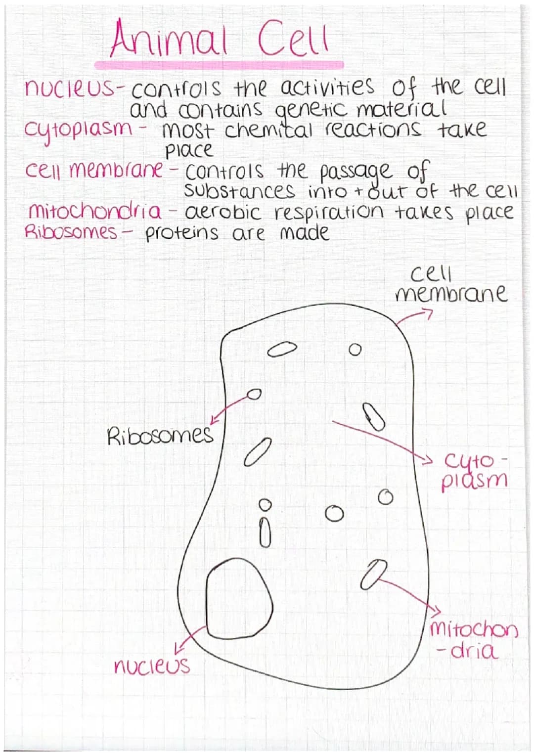 Animal Cell
nucleus-controls the activities of the cell
and contains genetic material
cytoplasm - most chemical reactions take
Place
cell me