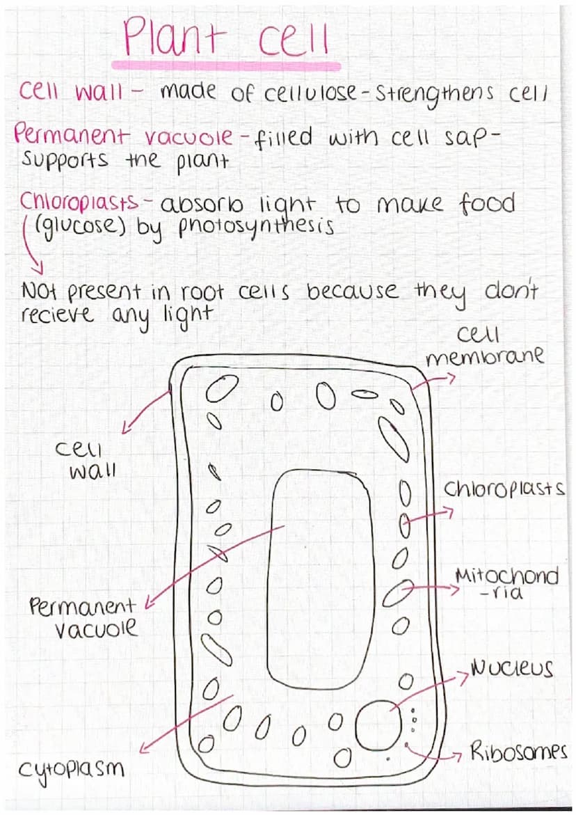 Animal Cell
nucleus-controls the activities of the cell
and contains genetic material
cytoplasm - most chemical reactions take
Place
cell me