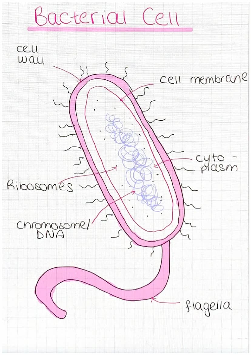 Animal Cell
nucleus-controls the activities of the cell
and contains genetic material
cytoplasm - most chemical reactions take
Place
cell me