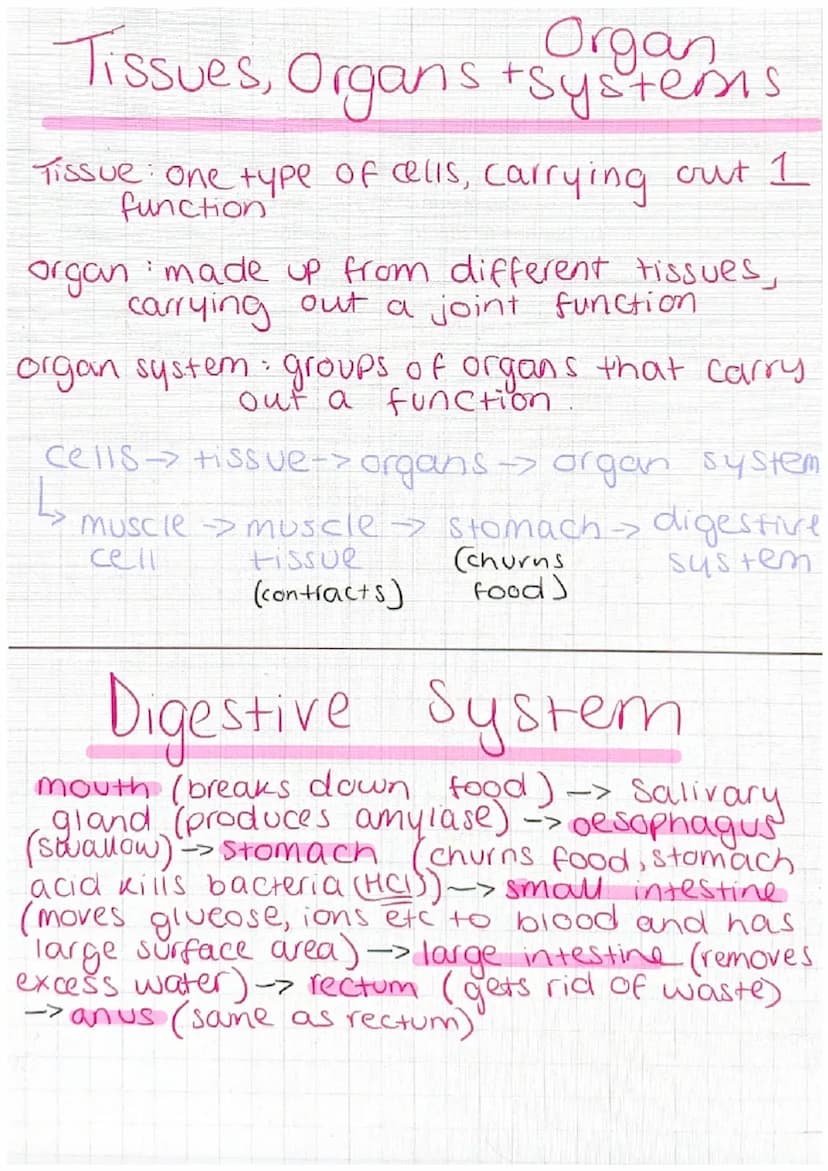 Animal Cell
nucleus-controls the activities of the cell
and contains genetic material
cytoplasm - most chemical reactions take
Place
cell me