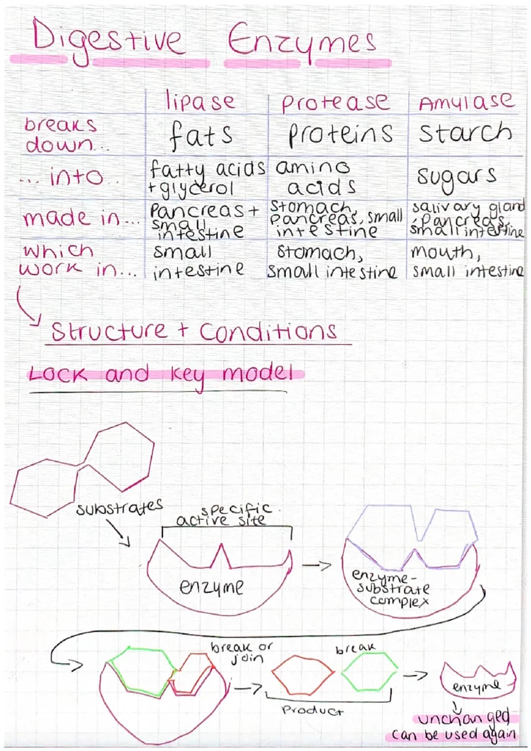 Animal Cell
nucleus-controls the activities of the cell
and contains genetic material
cytoplasm - most chemical reactions take
Place
cell me