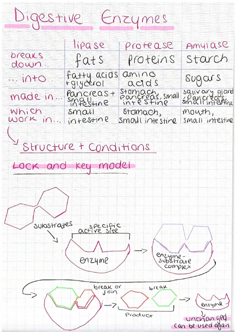 Animal Cell
nucleus-controls the activities of the cell
and contains genetic material
cytoplasm - most chemical reactions take
Place
cell me