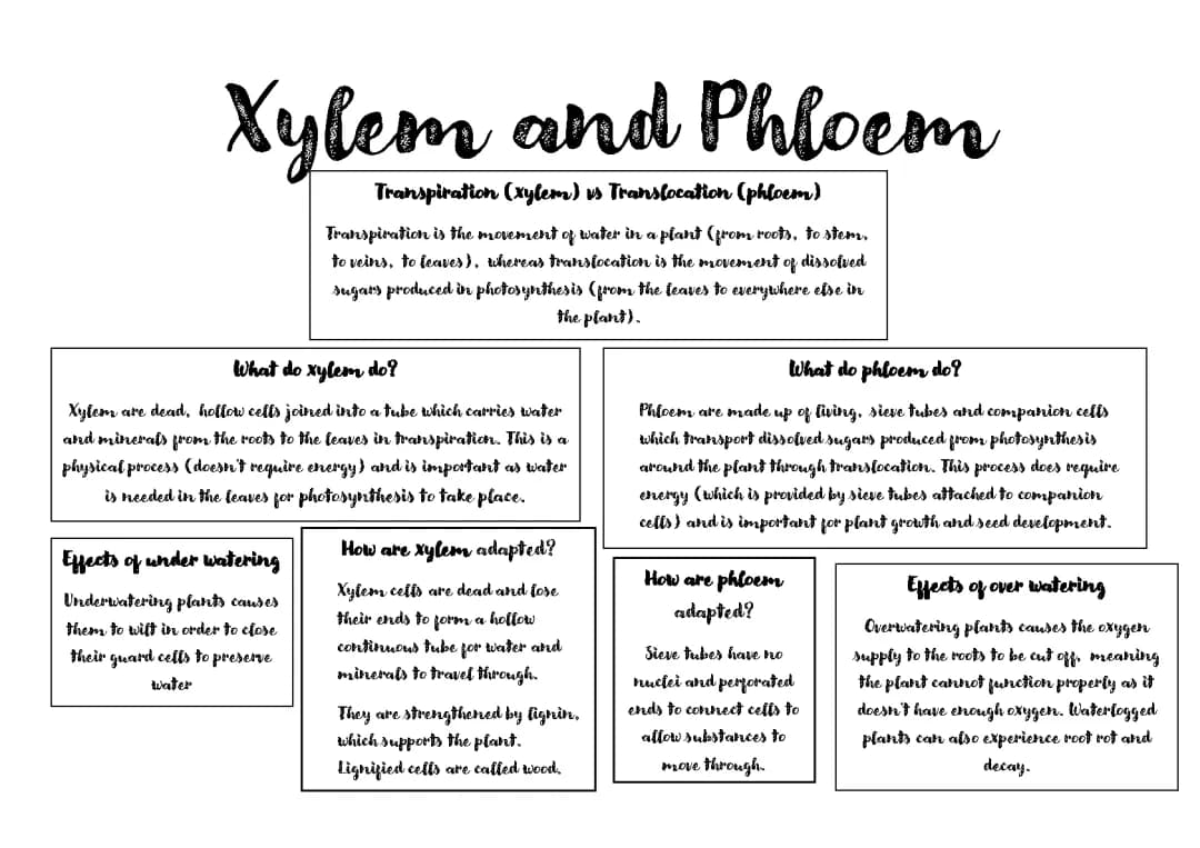 Xylem and Phloem Poster