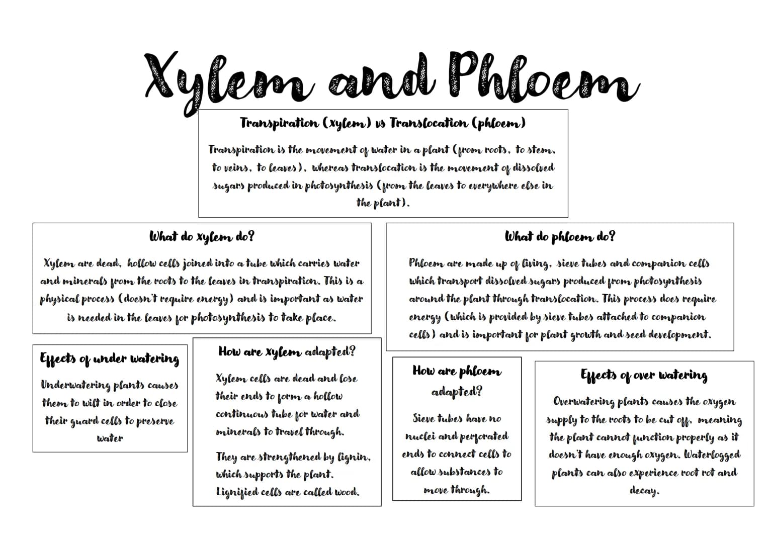 Xylem and Phloem
Transpiration (xylem) vs Translocation (phloem)
Transpiration is the movement of water in a plant (from roots, to stem,
to 