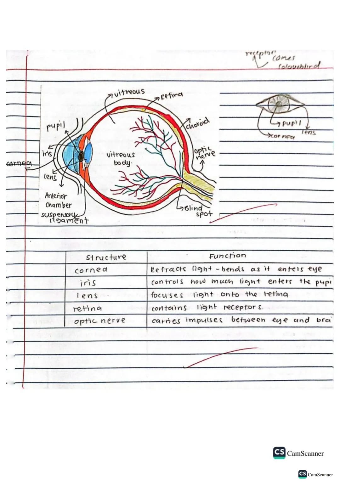 √2/9/22
obj: Define co-ordination and control
keywords
brain
spinal cord
voluntary action
Involuntary action
nerves
response
Stimulus (stimu