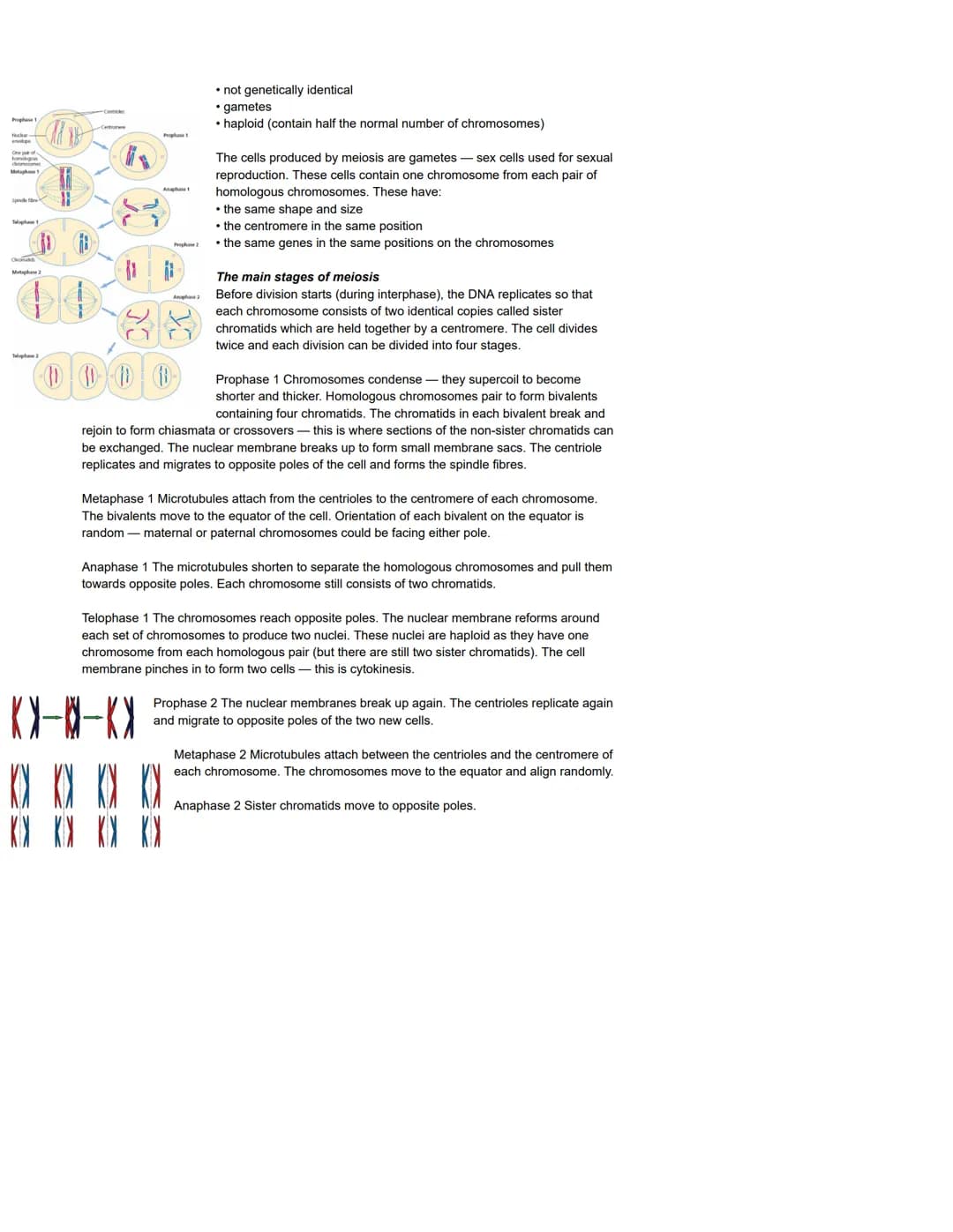Centriole
Nuclear
envelope
Cell division, cell diversity and cellular organisation
The cell cycle
Processes during the cell cycle
The cell c