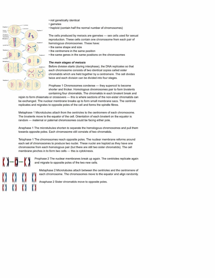 Centriole
Nuclear
envelope
Cell division, cell diversity and cellular organisation
The cell cycle
Processes during the cell cycle
The cell c