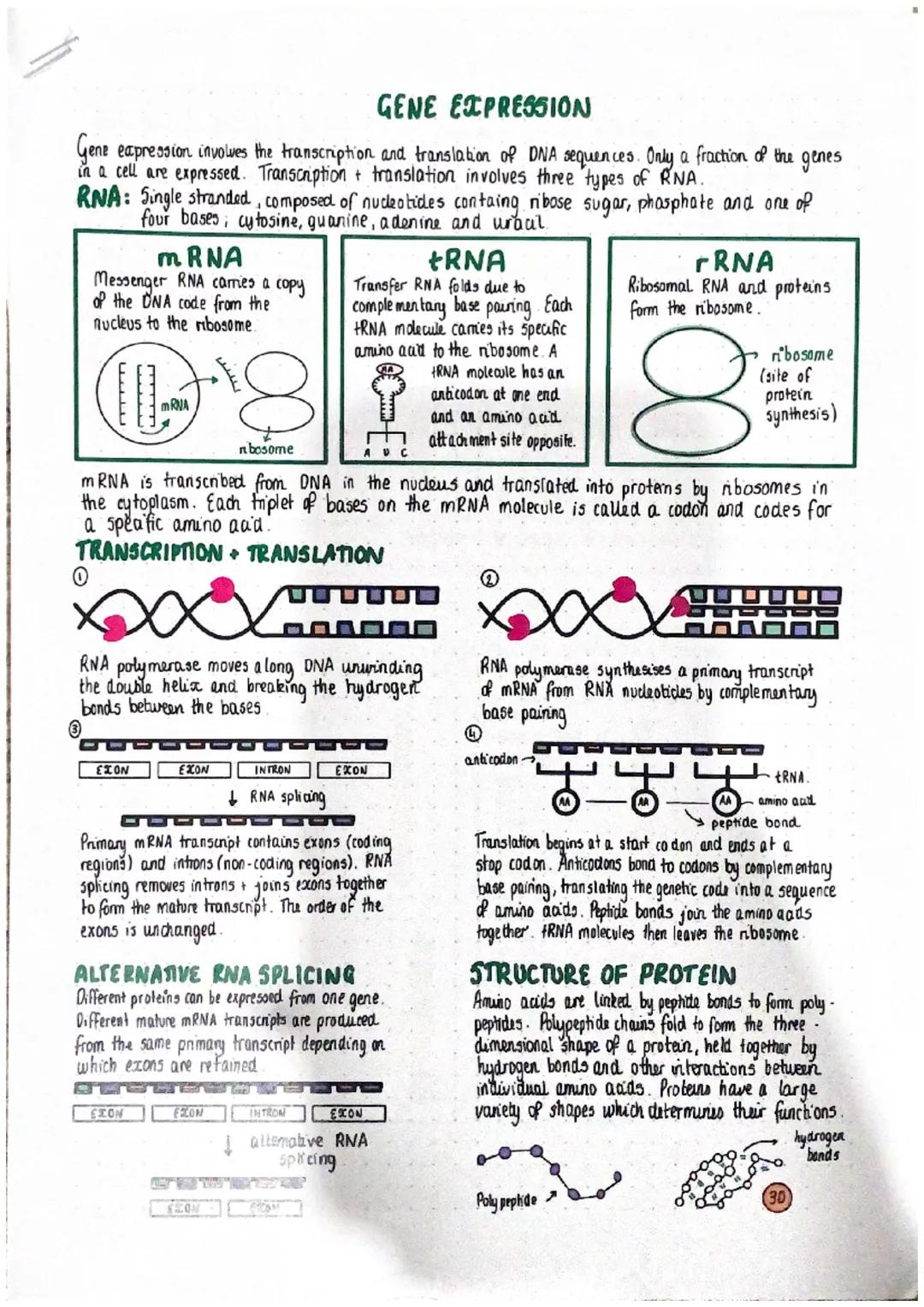 # DIVISION + DIFFERENTIATION IN CELLS

SomANC CELL

Ang cell in the body other than
cells involved in reproduction

0

GERMLINE CELL

Germli