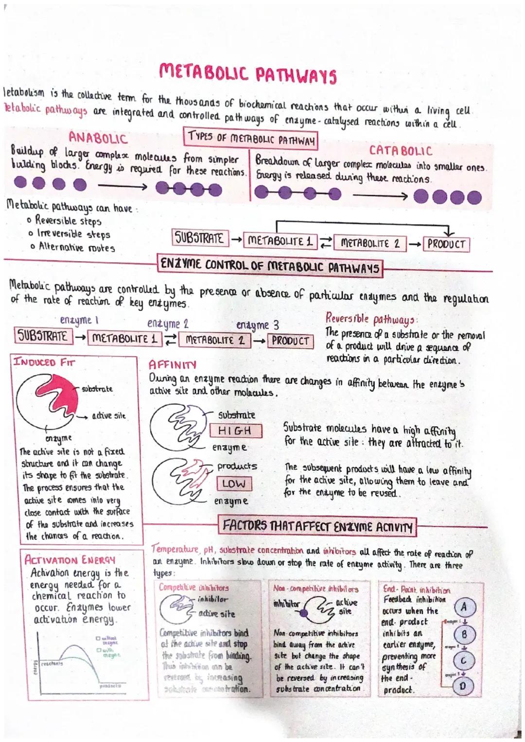 # DIVISION + DIFFERENTIATION IN CELLS

SomANC CELL

Ang cell in the body other than
cells involved in reproduction

0

GERMLINE CELL

Germli