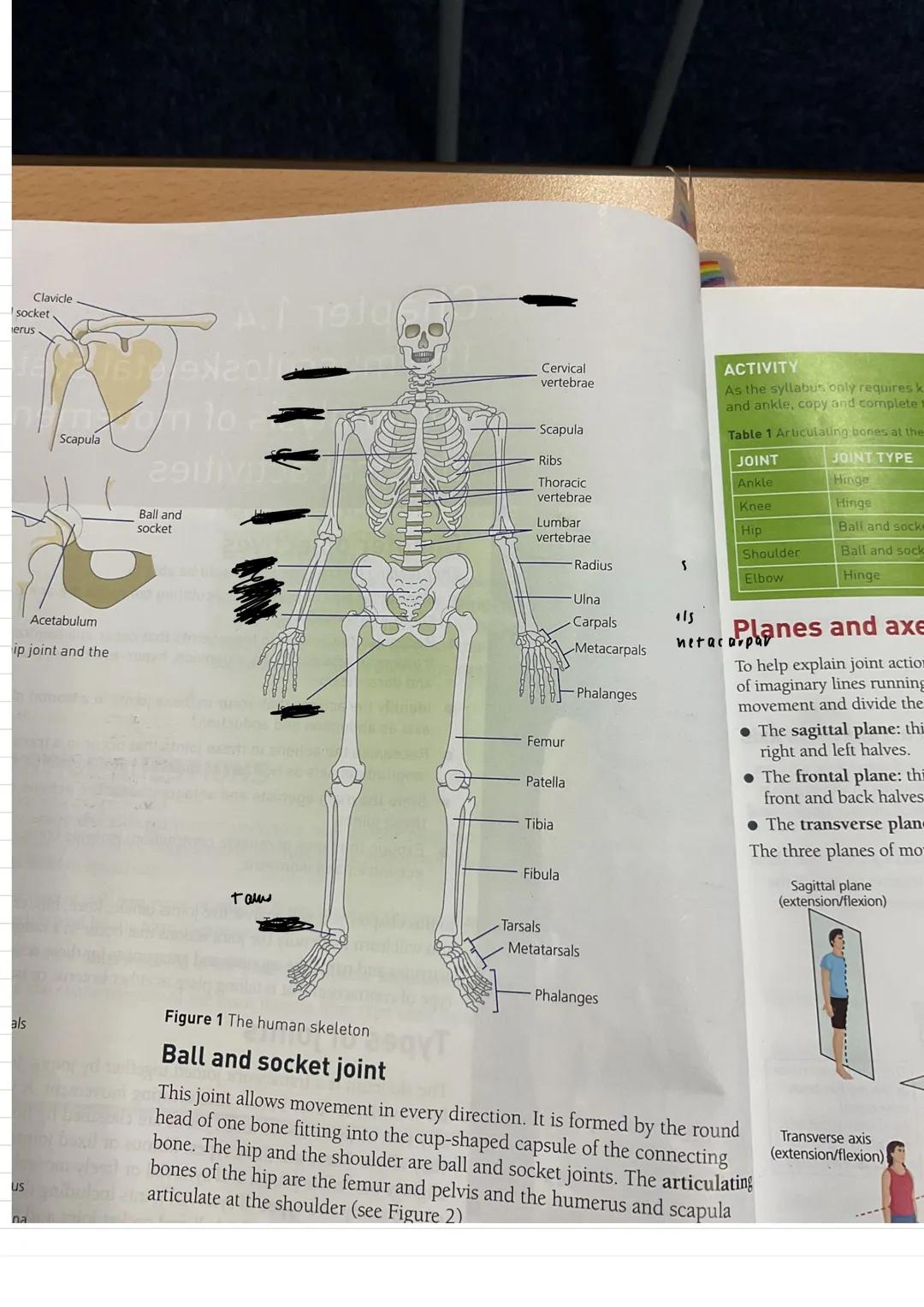 Scapula
Humerus-
Larissimus Doris
Gastrocnemius
Pelvis-
Fibula
Usain bolt
Muscular system
Deltoids
Triceps
Biceps
Hip flexors
Gluteals
Quadr