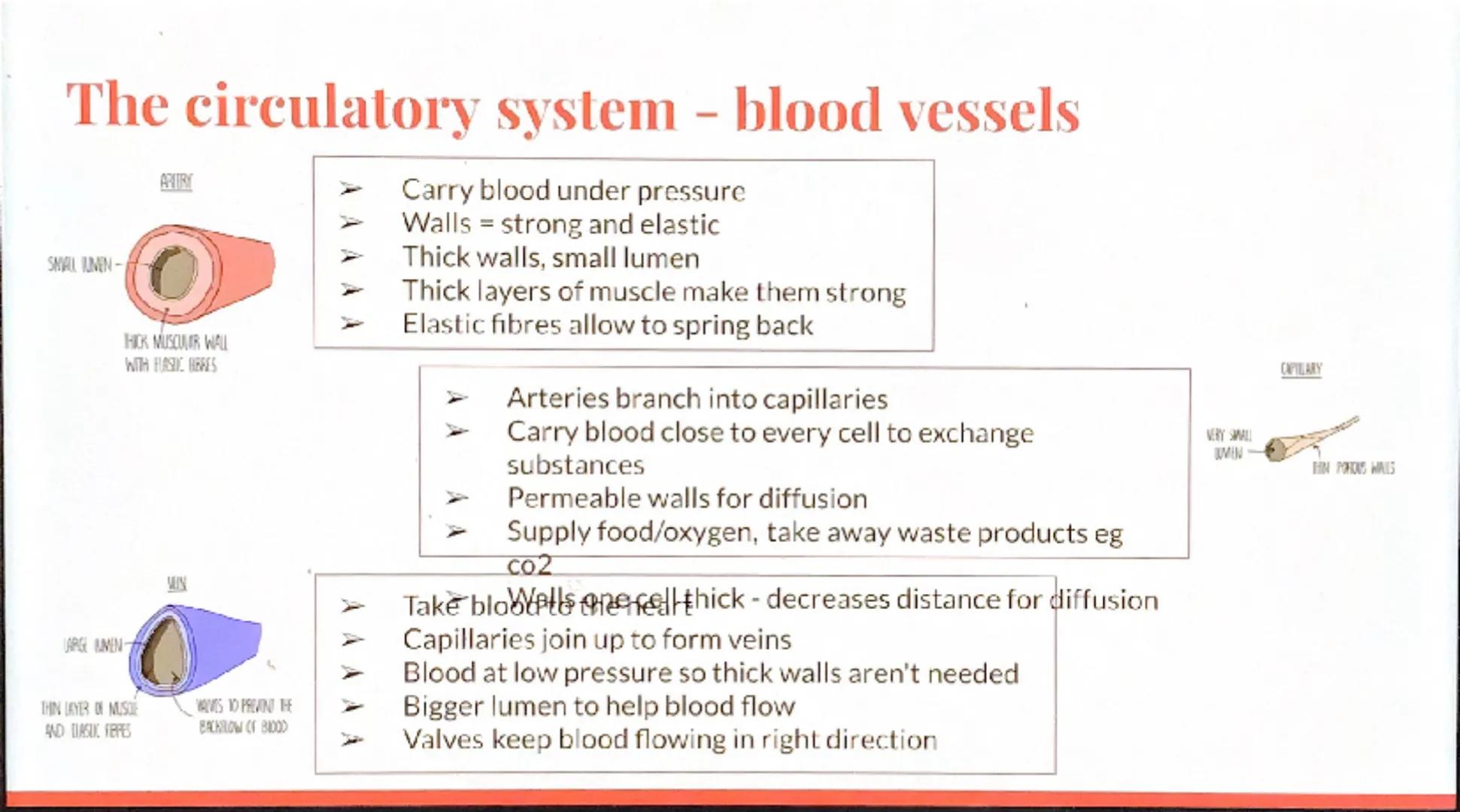 Biology
Revision -
Organization
GCSE Eg.
Stem
Petal
Leaves
Stomach
Organism:
Any living thing,
individual plant,
animal or single
celled org