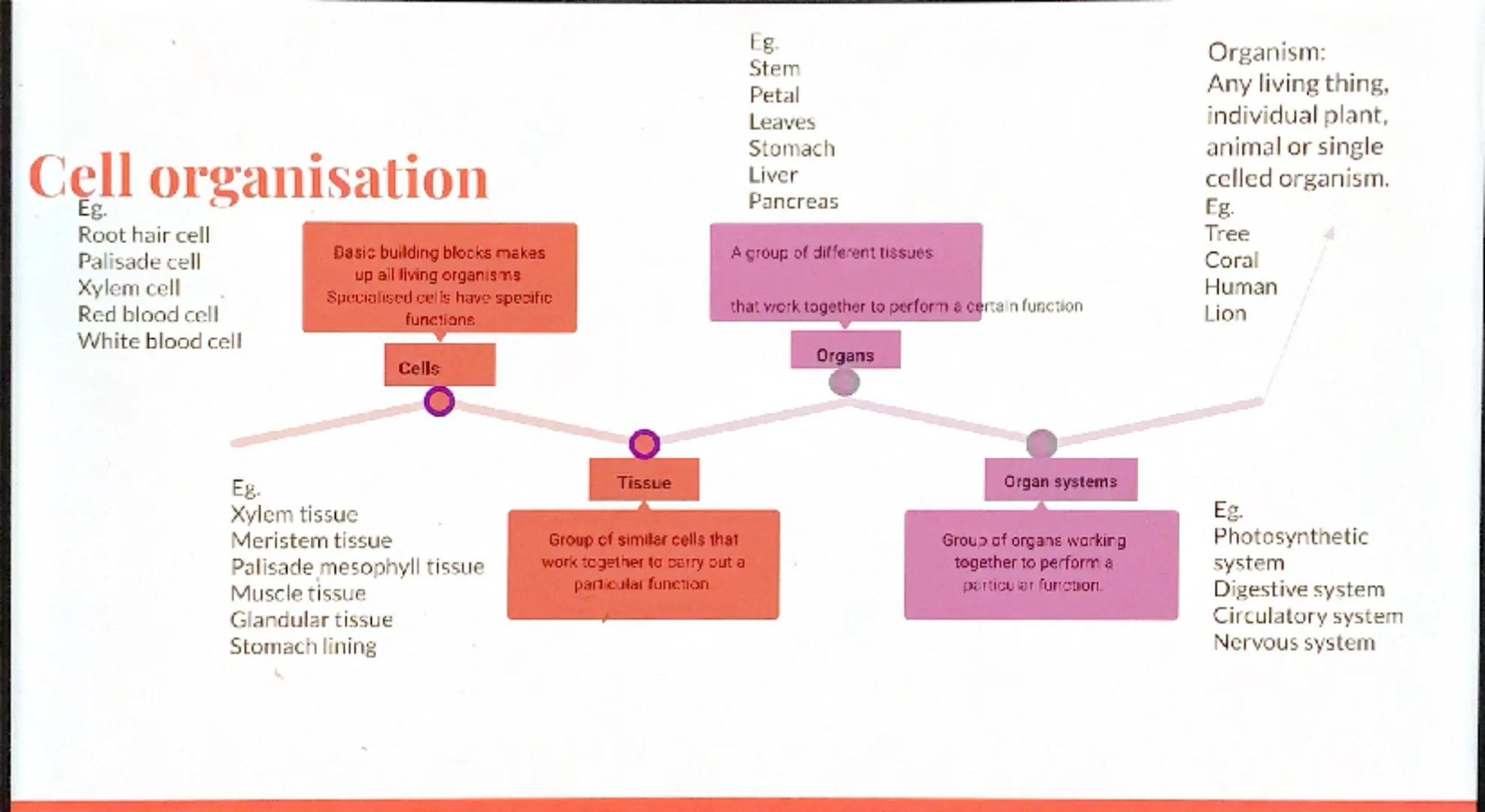 Biology
Revision -
Organization
GCSE Eg.
Stem
Petal
Leaves
Stomach
Organism:
Any living thing,
individual plant,
animal or single
celled org