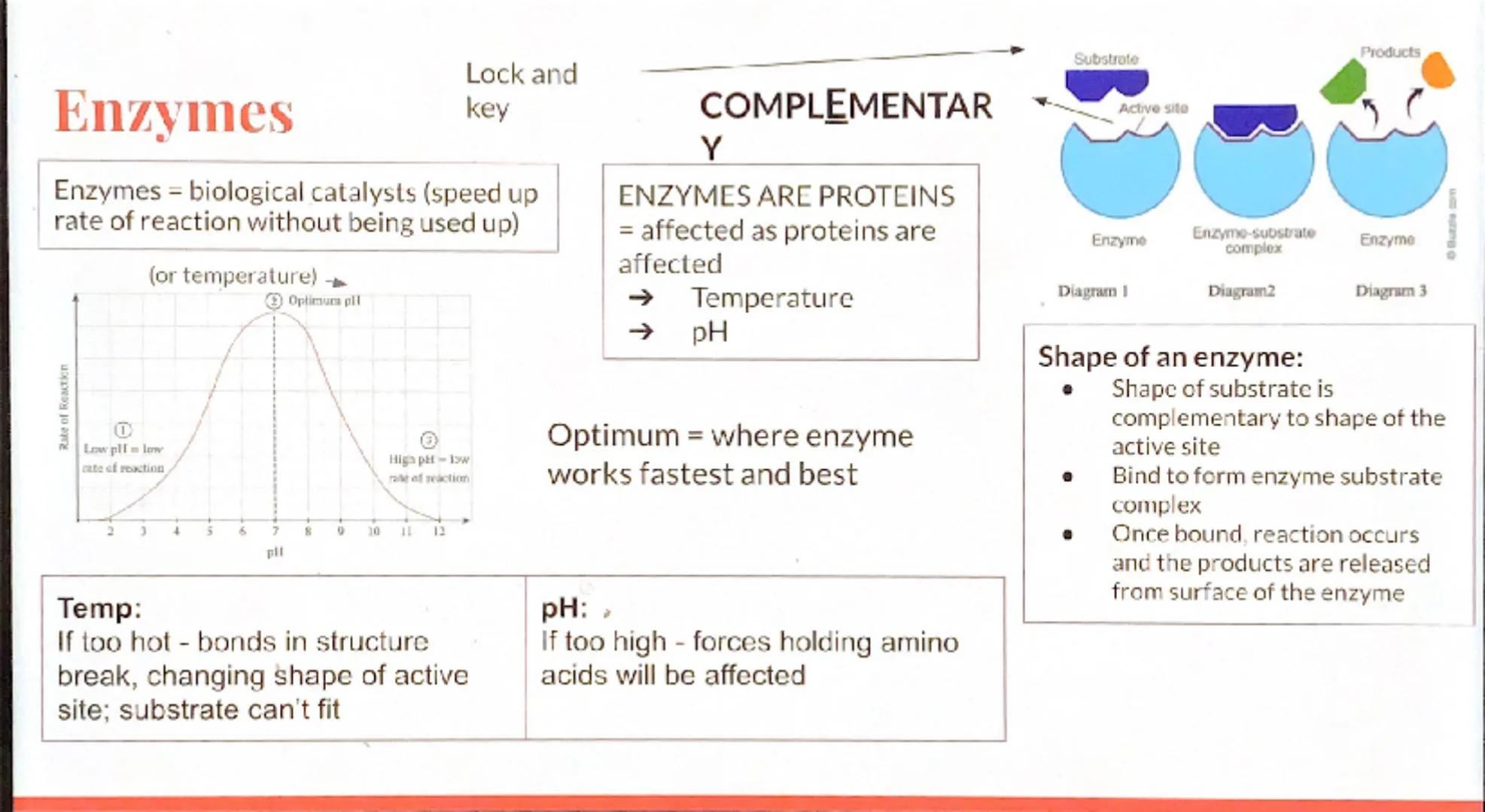 Biology
Revision -
Organization
GCSE Eg.
Stem
Petal
Leaves
Stomach
Organism:
Any living thing,
individual plant,
animal or single
celled org
