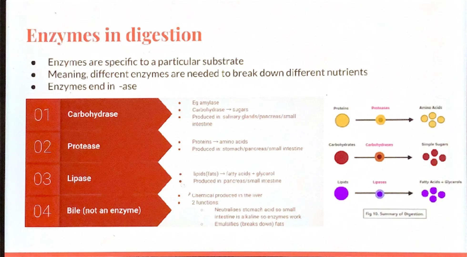 Biology
Revision -
Organization
GCSE Eg.
Stem
Petal
Leaves
Stomach
Organism:
Any living thing,
individual plant,
animal or single
celled org