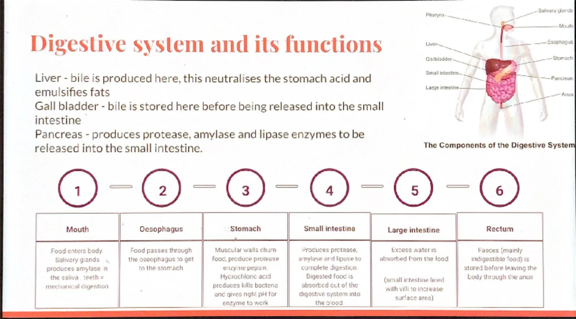 Biology
Revision -
Organization
GCSE Eg.
Stem
Petal
Leaves
Stomach
Organism:
Any living thing,
individual plant,
animal or single
celled org