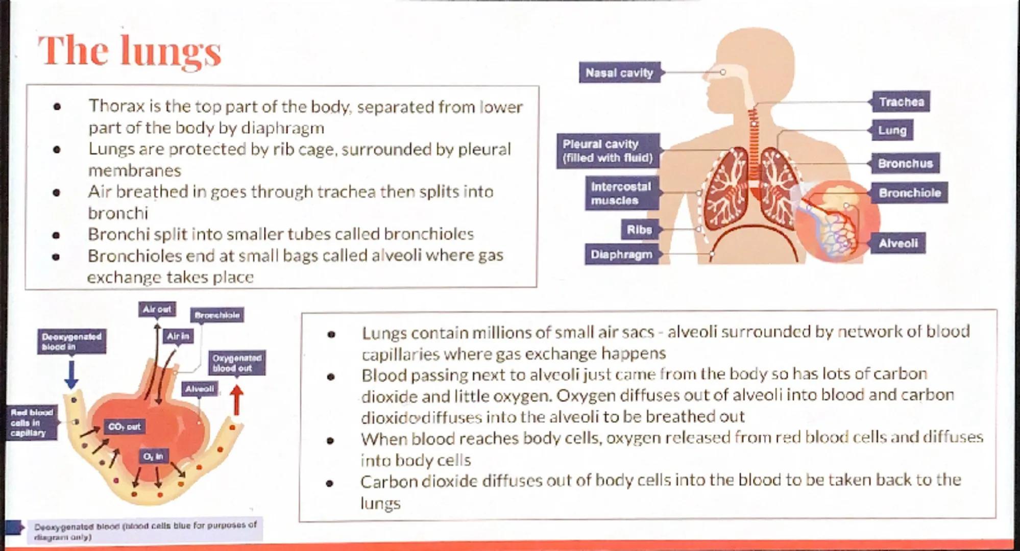 Biology
Revision -
Organization
GCSE Eg.
Stem
Petal
Leaves
Stomach
Organism:
Any living thing,
individual plant,
animal or single
celled org