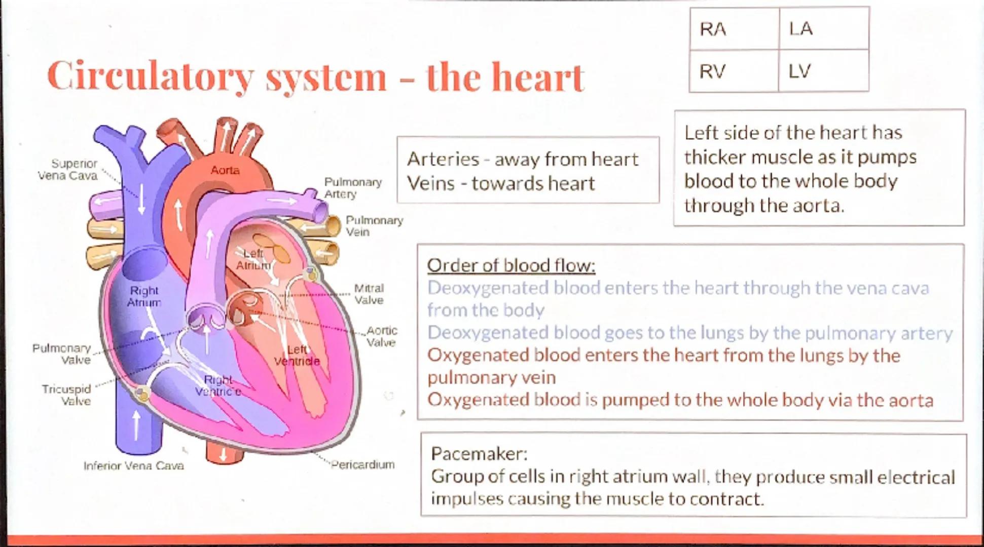 Biology
Revision -
Organization
GCSE Eg.
Stem
Petal
Leaves
Stomach
Organism:
Any living thing,
individual plant,
animal or single
celled org