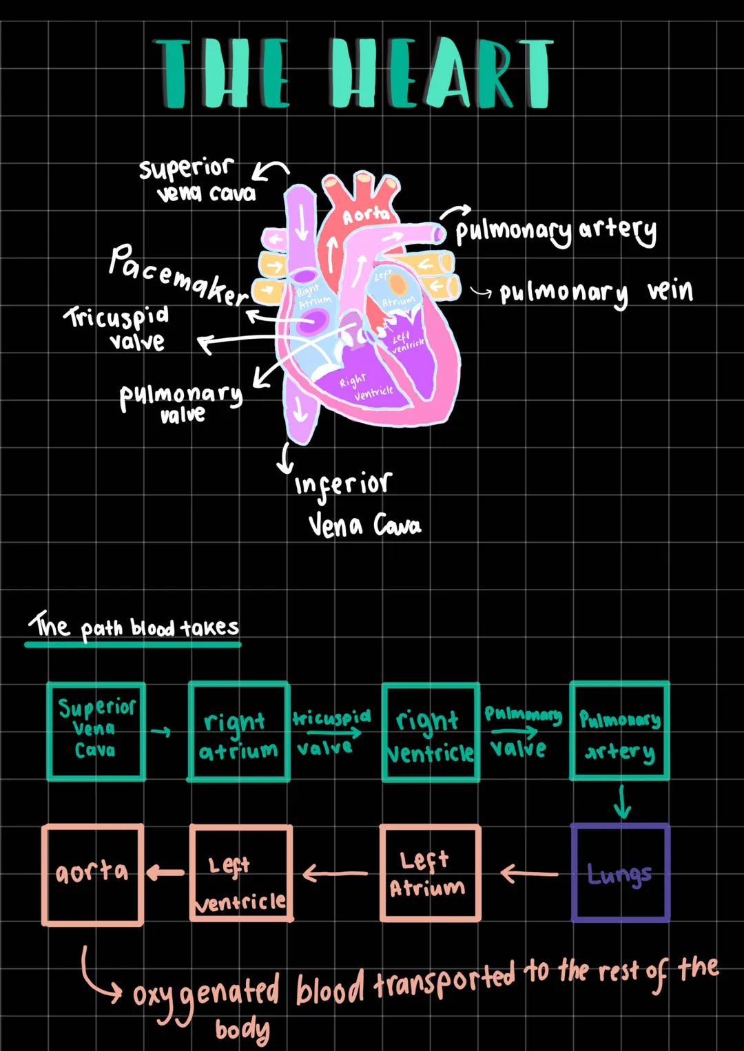 THE HEART
superior
vena cava
The
Pacemaker
Tricuspid
valve
pulmonary
valve
path blood takes
Superior
Vena
Cava
K
G
aorta Left
Right
Atrium
v