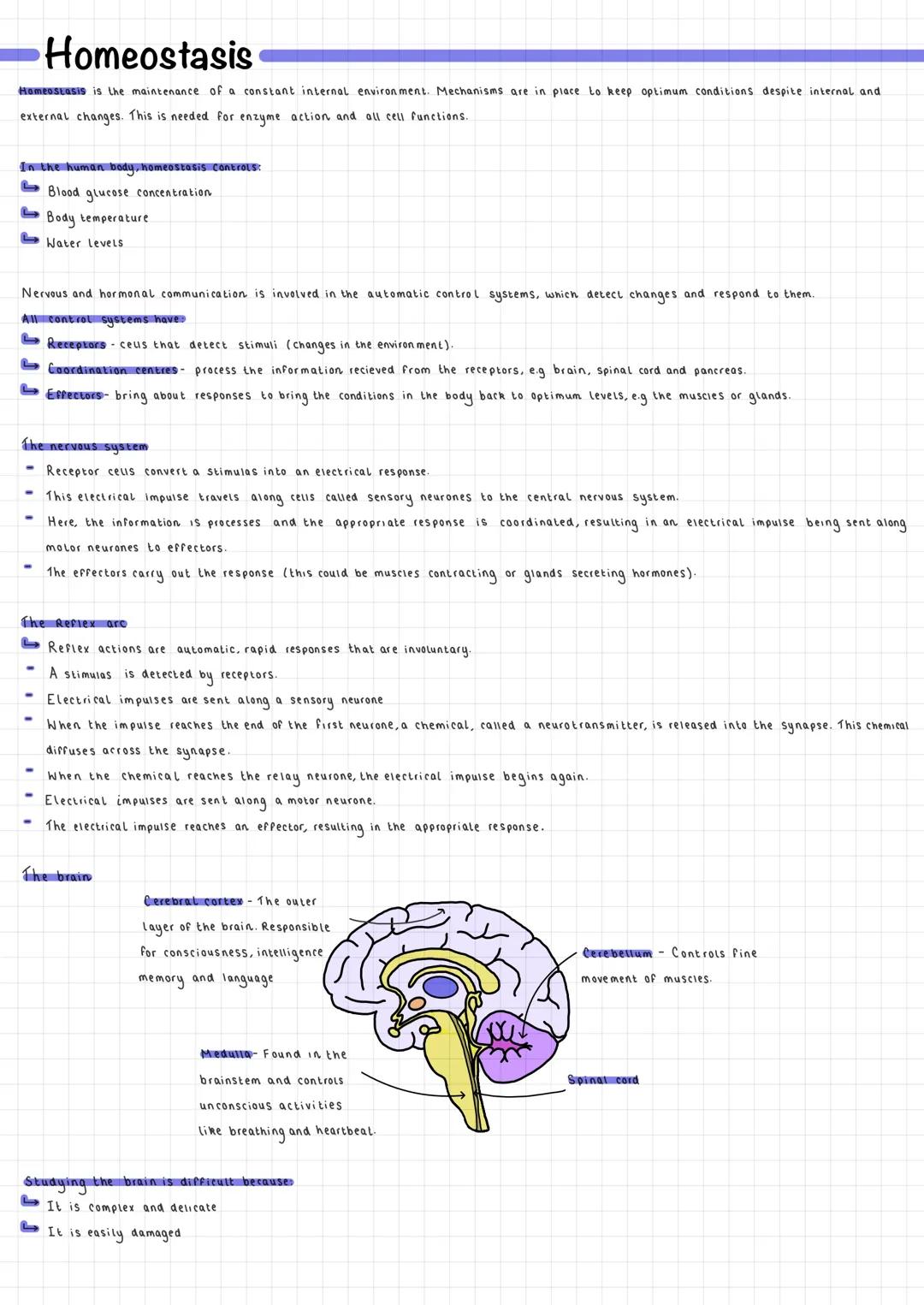 Homeostasis
Homeostasis is the maintenance of a constant internal environment. Mechanisms are in place to keep optimum conditions despite in