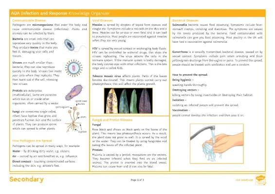 Know AQA Infection and response Knowledge organiser thumbnail