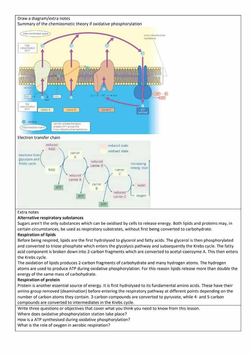 Lesson Title:
Glycolysis
Write the keywords for the lesson and describe them.
Word
Description
Requires oxygen and produces carbon dioxide, 