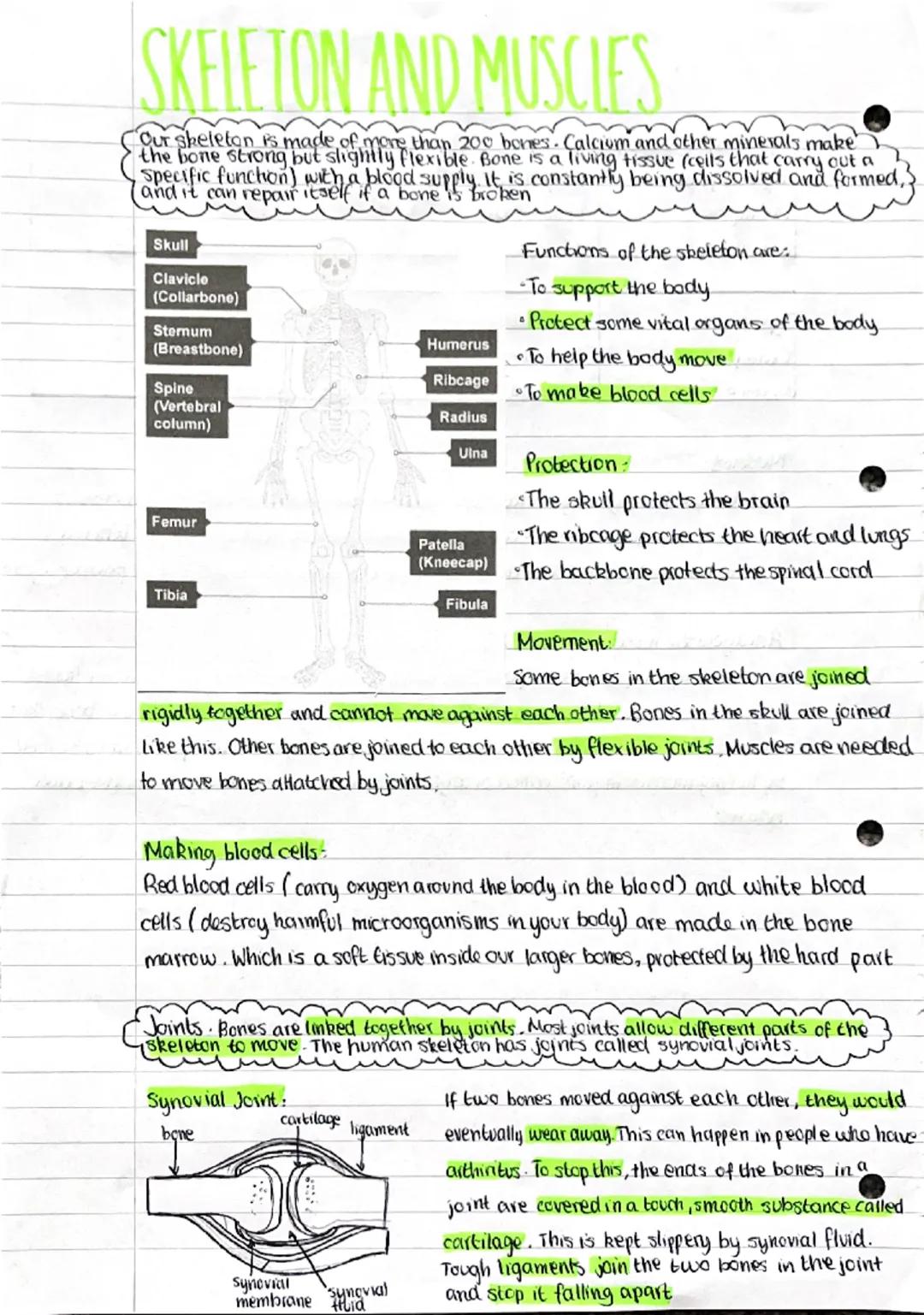 Skeleton,muscles and joints