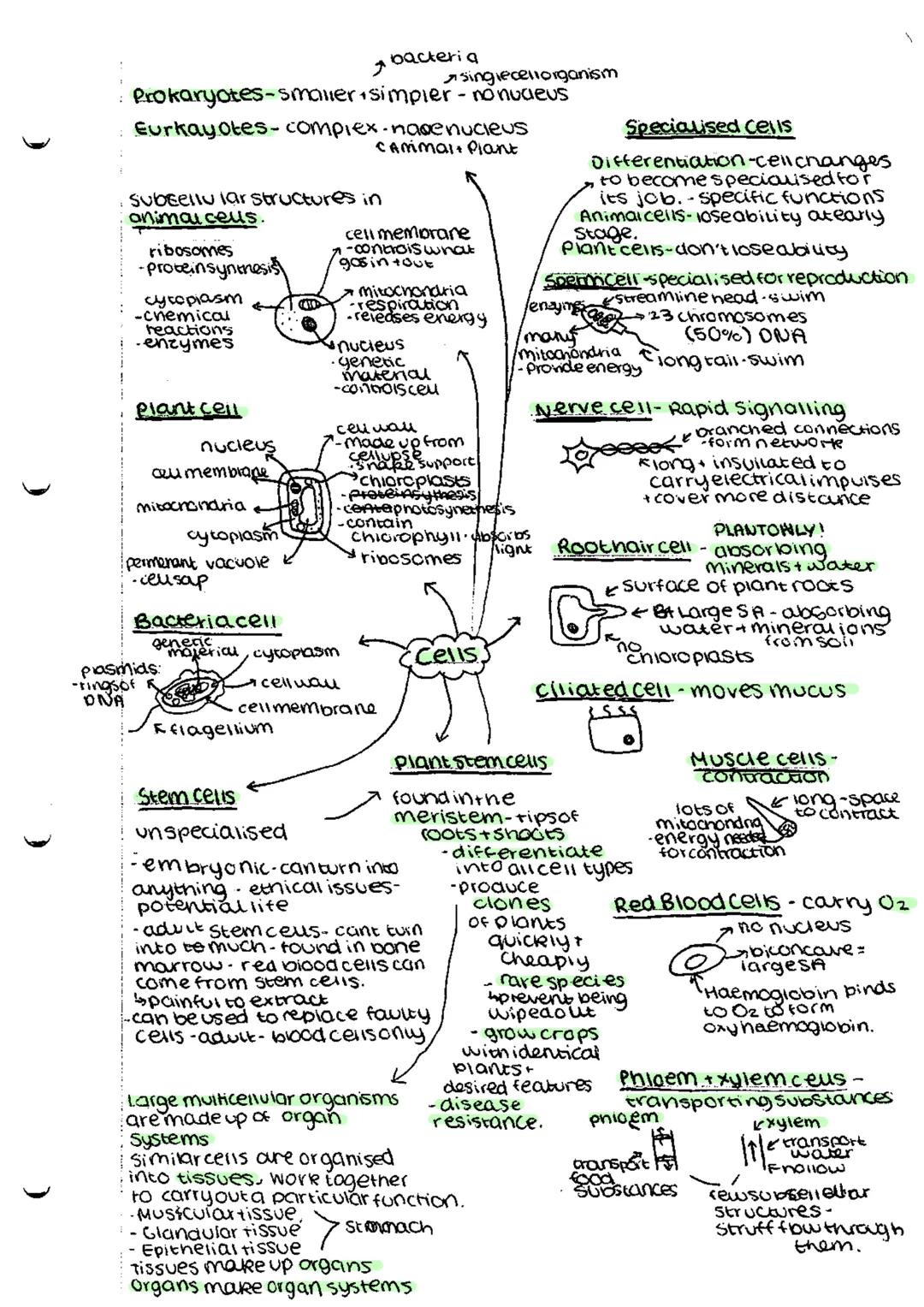 *   bacteria
    *   singlecellorganism

Prokaryotes-smaller simpler - nonucleus

Eurkayotes-complex-nasenucieus

cammal Plant

subeellu lar
