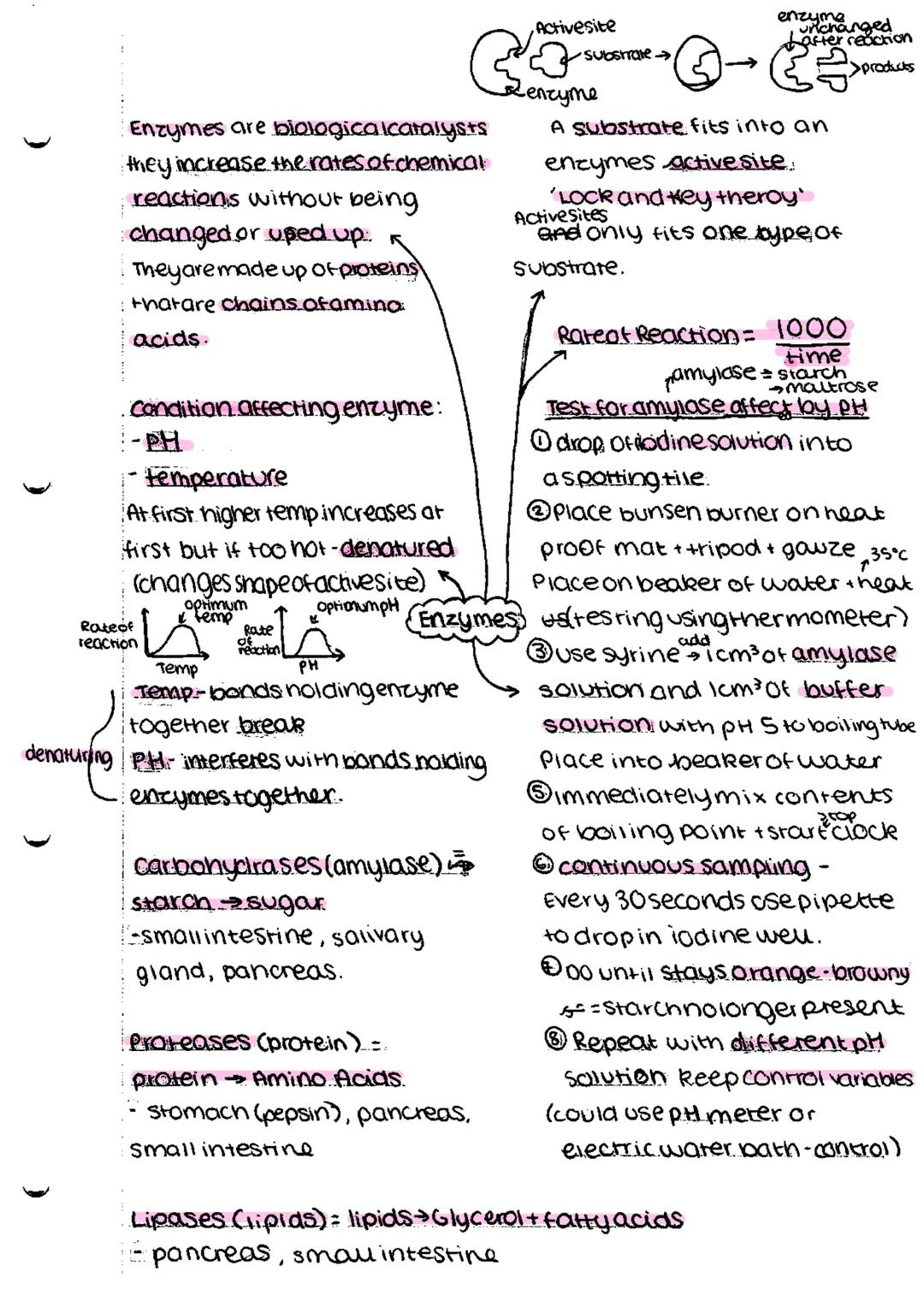 *   bacteria
    *   singlecellorganism

Prokaryotes-smaller simpler - nonucleus

Eurkayotes-complex-nasenucieus

cammal Plant

subeellu lar