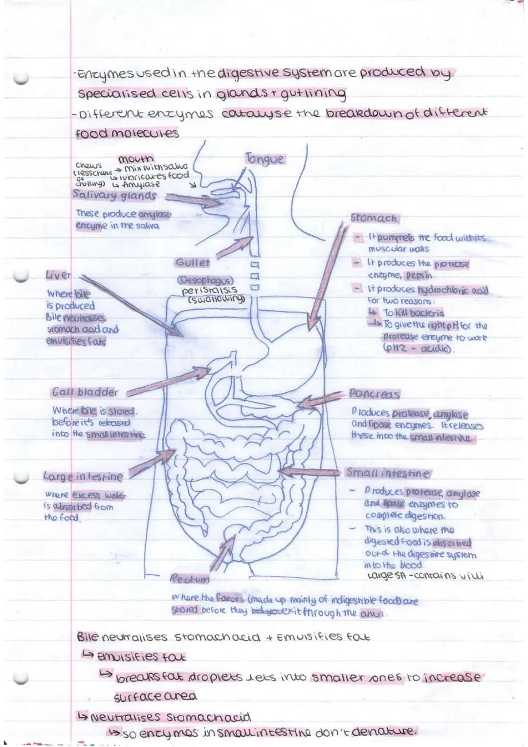 *   bacteria
    *   singlecellorganism

Prokaryotes-smaller simpler - nonucleus

Eurkayotes-complex-nasenucieus

cammal Plant

subeellu lar