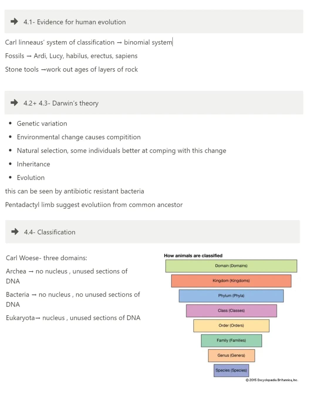 4.1- Evidence for human evolution
Carl linneaus' system of classification → binomial system
Fossils Ardi, Lucy, habilus, erectus, sapiens
St