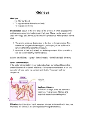Know GCSE biology - kidneys thumbnail