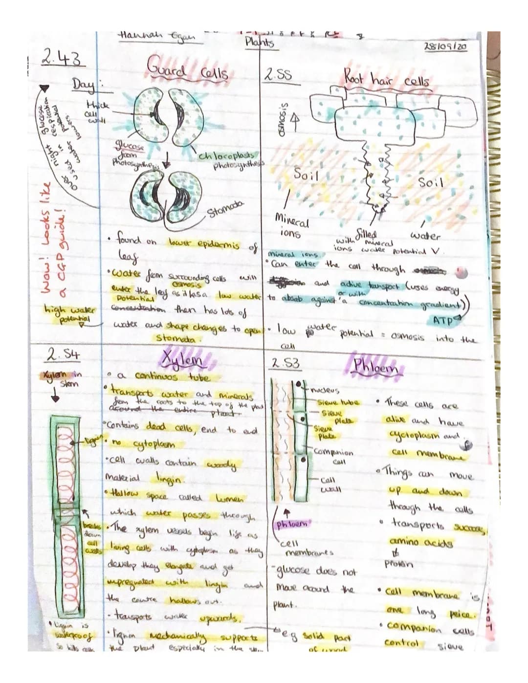 2.43
glucase
cespication
light
nigh
morod
used in
lowers.
sapon
over
Wow! Looks like
a CGP guide!
Day:
high water
potential
2.54
Xylem in
Sk