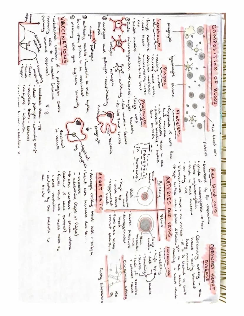 2.43
glucase
cespication
light
nigh
morod
used in
lowers.
sapon
over
Wow! Looks like
a CGP guide!
Day:
high water
potential
2.54
Xylem in
Sk