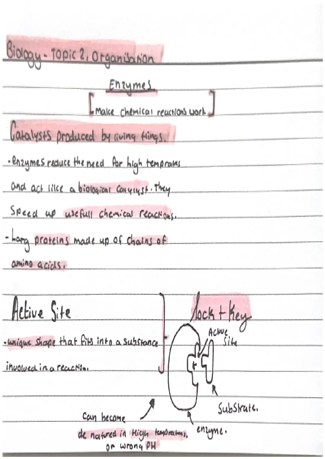 Biology-Topic 2, Organisation.
Cell organisation
Organ Systems
-Cells are basic building blods that
Organs
make up all living all living Org