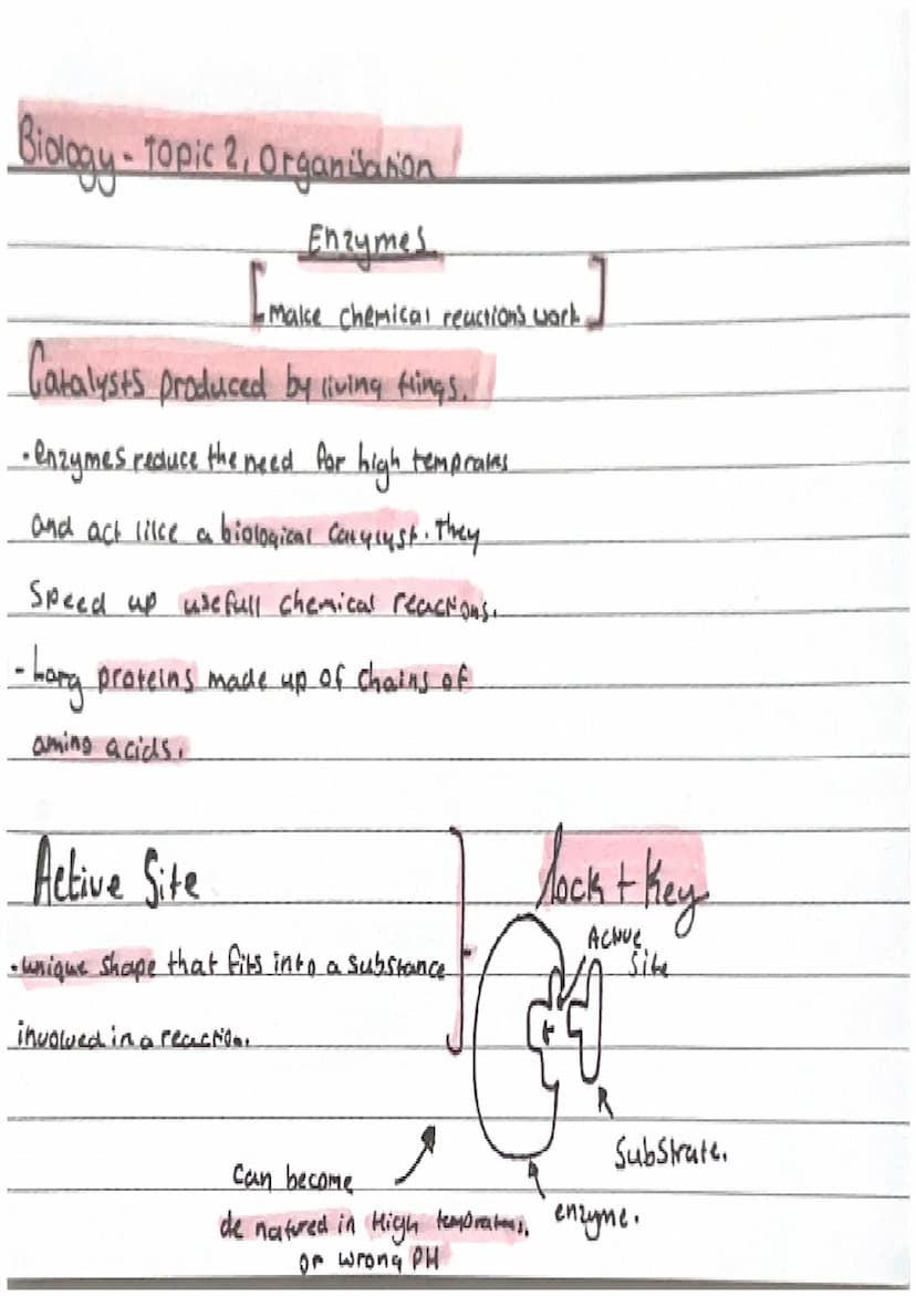 Biology-Topic 2, Organisation.
Cell organisation
Organ Systems
-Cells are basic building blods that
Organs
make up all living all living Org