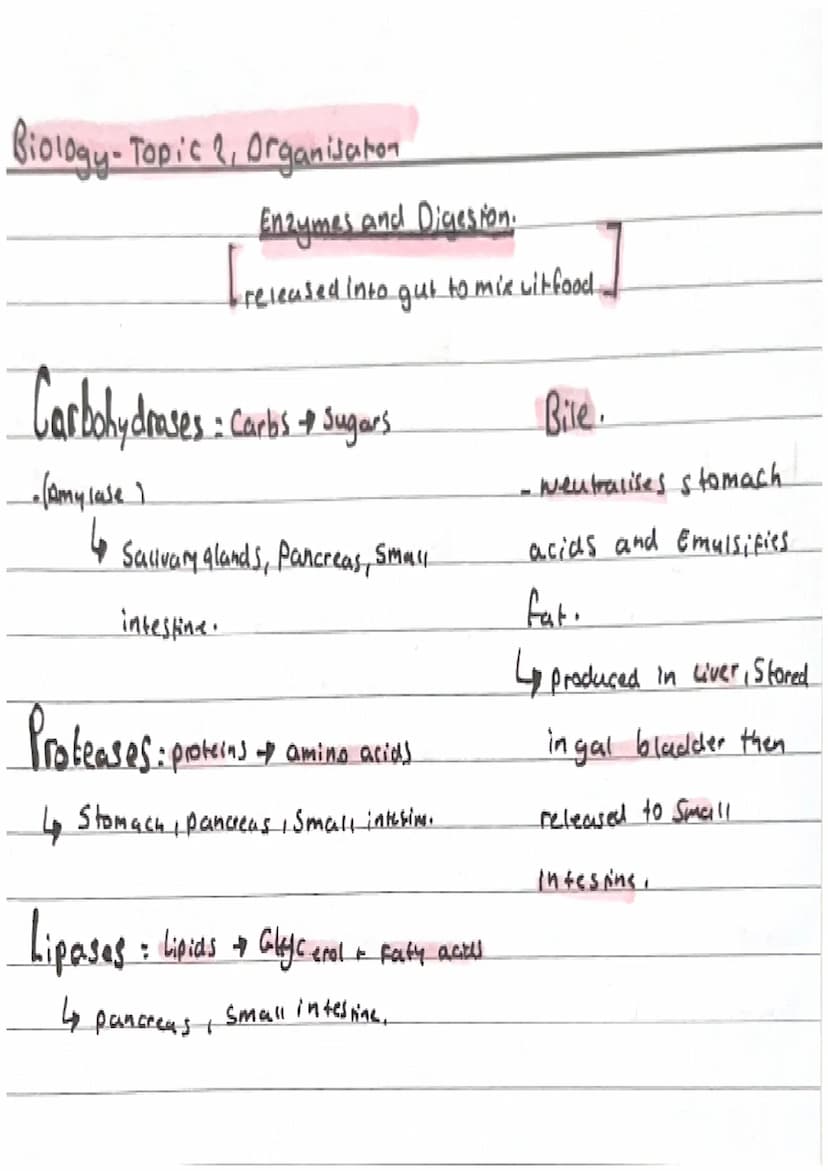 Biology-Topic 2, Organisation.
Cell organisation
Organ Systems
-Cells are basic building blods that
Organs
make up all living all living Org