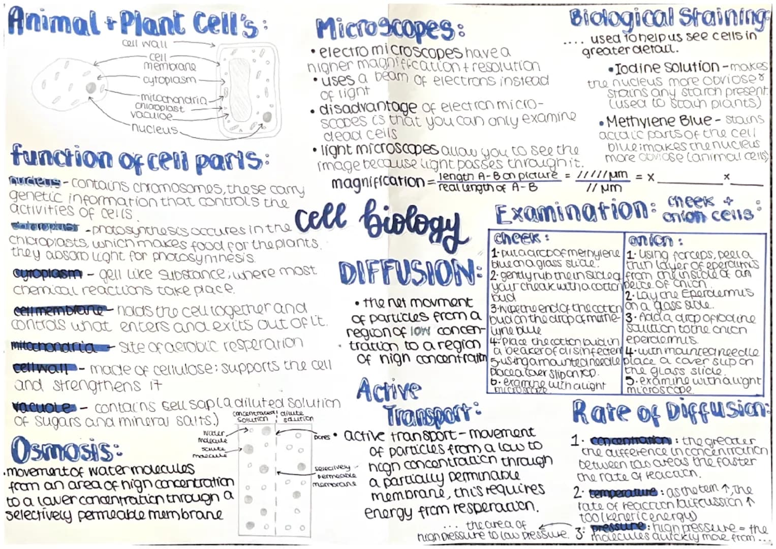Animal Plant Cell's
cell wall
cell
membrane
cytoplasm.
-mitochondria-
chiaroplast
vacuice-
nucleus.
function of cell parts:
nudeus-contains 