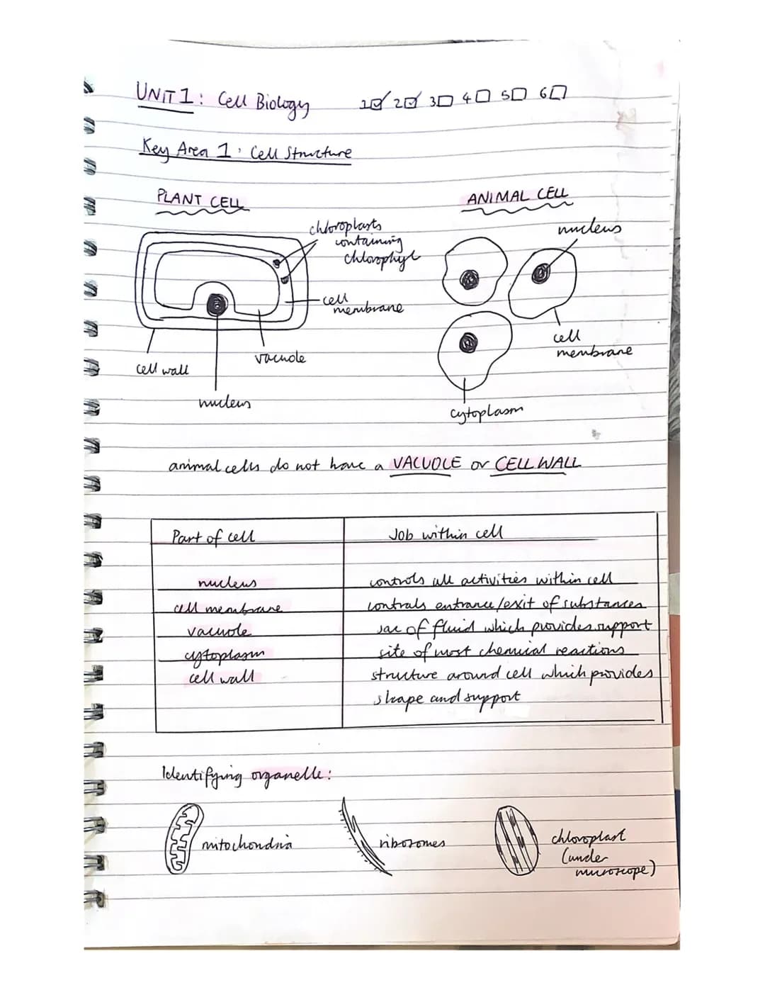 UNIT 1: Cell Biology
3
Key Area 1 Cell Structure
PLANT CELL
cell wall
nucleus
vachole
Part of cell
nucleus
all membrare
vacuole
cytoplasm
ce