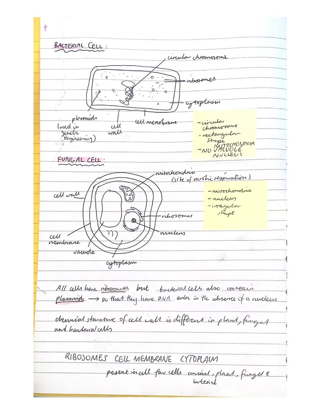 UNIT 1: Cell Biology
3
Key Area 1 Cell Structure
PLANT CELL
cell wall
nucleus
vachole
Part of cell
nucleus
all membrare
vacuole
cytoplasm
ce
