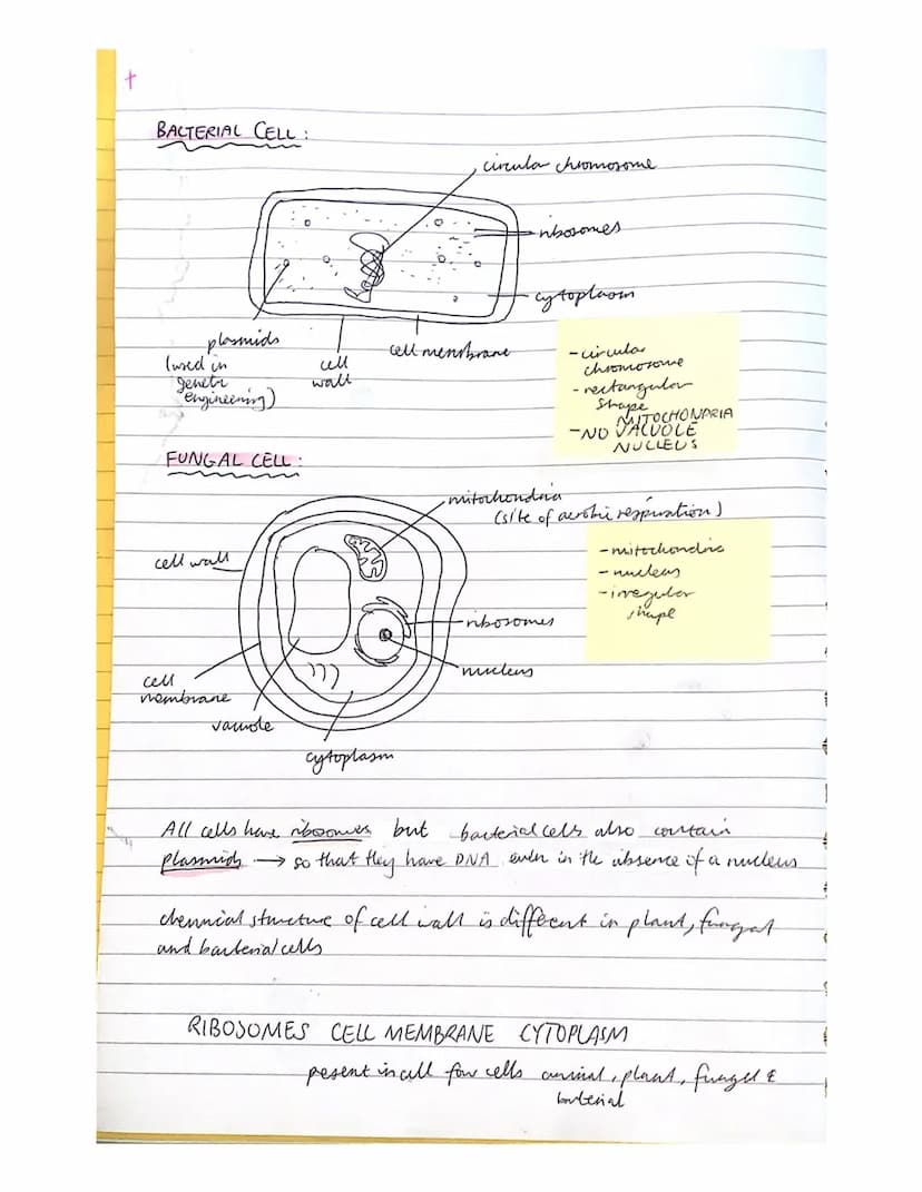 UNIT 1: Cell Biology
3
Key Area 1 Cell Structure
PLANT CELL
cell wall
nucleus
vachole
Part of cell
nucleus
all membrare
vacuole
cytoplasm
ce