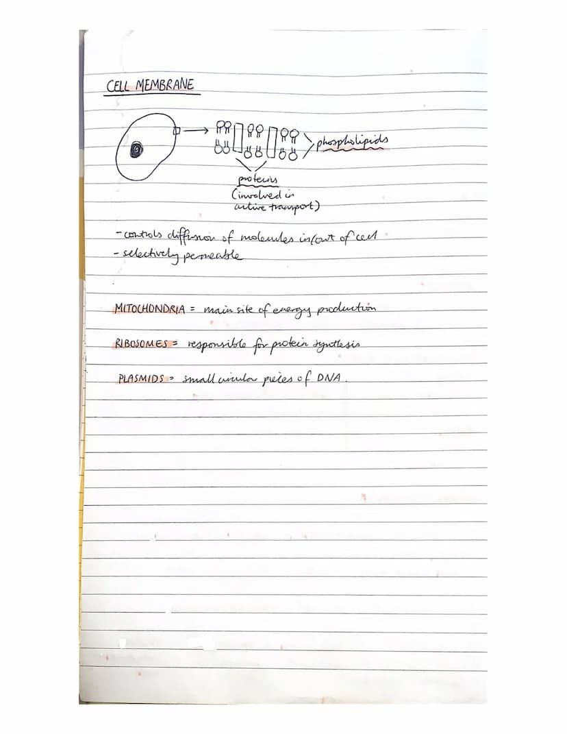 UNIT 1: Cell Biology
3
Key Area 1 Cell Structure
PLANT CELL
cell wall
nucleus
vachole
Part of cell
nucleus
all membrare
vacuole
cytoplasm
ce